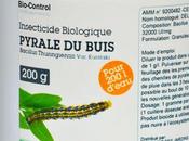 Lutte contre pyrales buis. L'importance traitement d'hiver