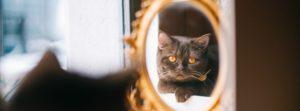9 idées pour se détendre et lâcher prise Le Gentle Cat