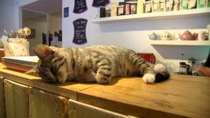 9 idées pour se détendre et lâcher prise bar à chats