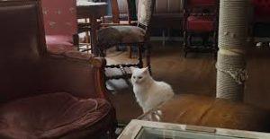 9 idées pour se détendre et lâcher prise le café des chats