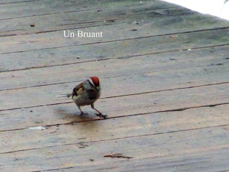 Pays Etranger - Canada - Région de l'Estrie - 2