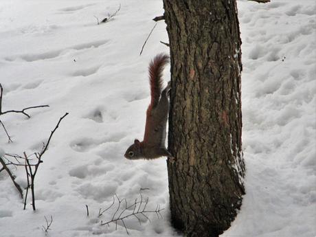 Pays Etranger - Canada - Région de l'Estrie - 2