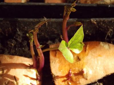 Comment produire des plants de patates douces soi-même