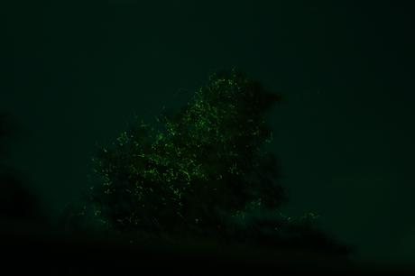 Des centaines de lucioles autour d'un arbre, à Bohol