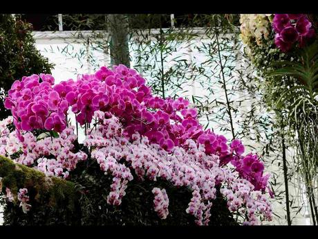 Pays Etranger -  Marché aux Orchidées à Taiwan - 1