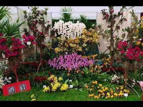 Pays Etranger -  Marché aux Orchidées à Taiwan - 1
