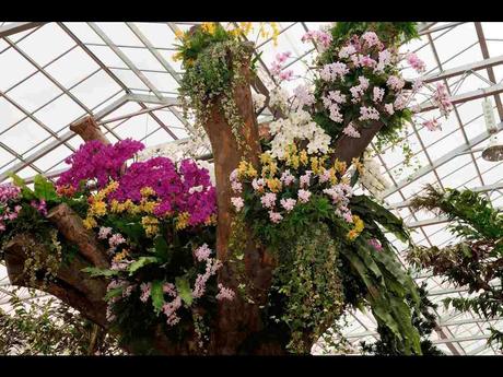 Pays Etranger -  Marché aux Orchidées à Taiwan - 1