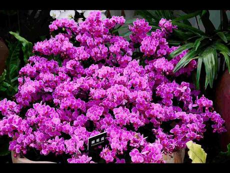 Pays Etranger -  Marché aux Orchidées à Taiwan - 1