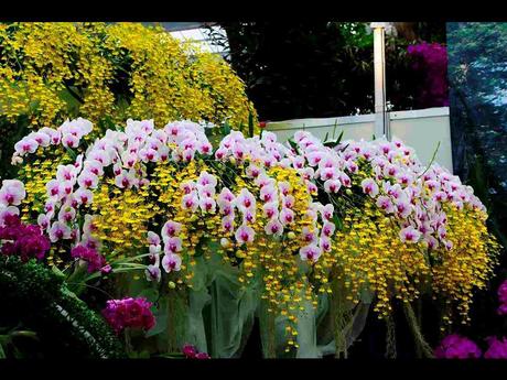 Pays Etranger -  Marché aux Orchidées à Taiwan - 1