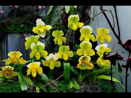 Pays Etranger -  Marché aux Orchidées à Taiwan - 1