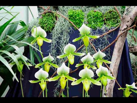 Pays Etranger -  Marché aux Orchidées à Taiwan - 1