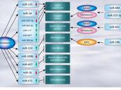 #trendsinendocrinologyandmetabolism #ARNnoncodant #mélatonine #interactionfonctionnelle #signalisation Interaction fonctionnelle entre signalisation mélatonine ARNs codants