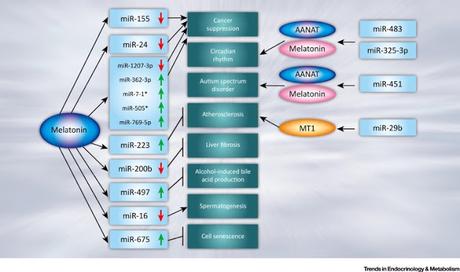 #trendsinendocrinologyandmetabolism #ARNnoncodant #mélatonine #interactionfonctionnelle #signalisation Interaction fonctionnelle entre la signalisation de la mélatonine et ARNs non codants #trendsinendocrinologyandmetabolism #ARNnoncodant #mélatonine #interactionfonctionnelle #signalisation Interaction fonctionnelle entre la signalisation de la mélatonine et ARNs non codants