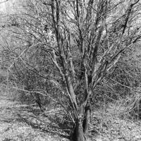 arbres-P1190482.jpg