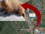 Allons voir marmottes