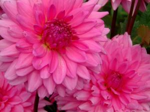 Le dahlia, une fleur magique et tellement belle ! dahlia-024