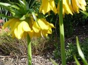 Fritillaire Fritillaria, famille Lilieae