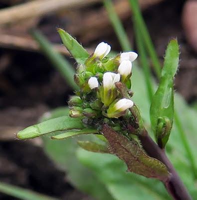 Arabette de Thalius (Arabidopsis thaliana)
