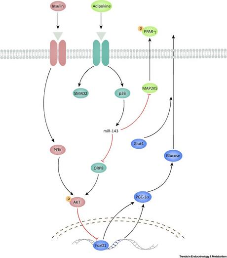 #trendsinendocrinologyandmetabolism #diabètedetype2 #microRNA-143 Un nouveau régulateur du Diabète de Type II : le MicroRNA-143