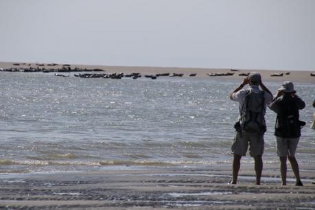 Prés de Quend Plage : observer les phoques Prés de Quend Plage : observer les phoques