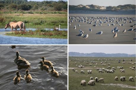 Près de Quend Plage : la faune des lieux Près de Quend Plage : la faune des lieux