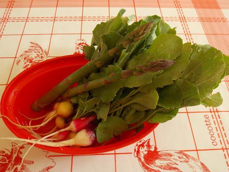 Première récolte de légumes de printemps un 20 avril, dans le nord de la France ! (vidéo)