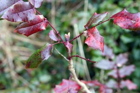 18 mahonia hort veneux 24 jan 2011 038.jpg