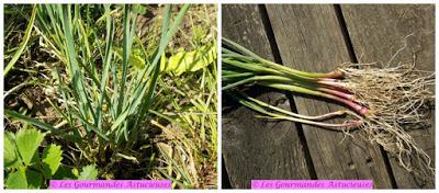 Pesto aux orties, asperges du jardin et fleurs de chou (Vegan)