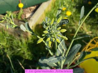 Pesto aux orties, asperges du jardin et fleurs de chou (Vegan)