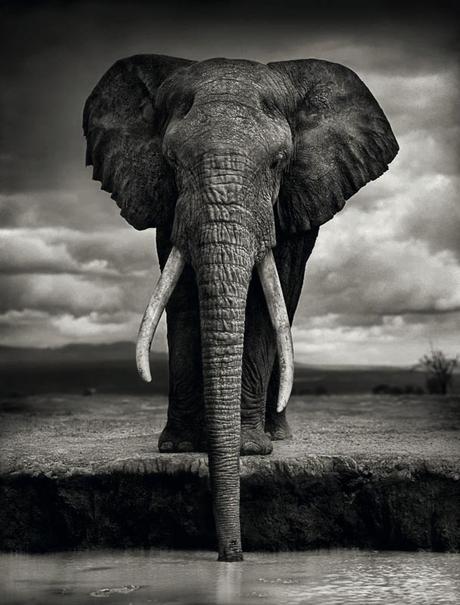 nick-brandt,photography,auction,christies,london,2018