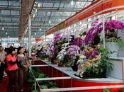 Pays Etranger Marché Orchidées Taiwan