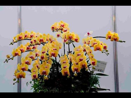 Pays Etranger -  Marché aux Orchidées à Taiwan - 2