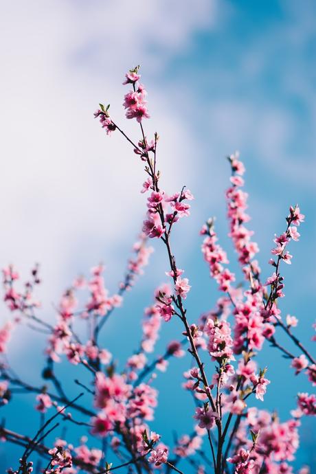 Les 10 raisons qui font que j'aime le printemps