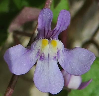 Cymbalaire des murs (Cymbalaria muralis) Cymbalaire des murs (Cymbalaria muralis)