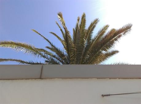marseille palmier