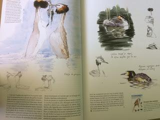 Magazine Salamandre Magazine Salamandre