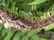 éléphant, trompe, trompe