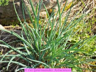 Salade aux 2 lentilles, aux radis et à l'Ail des Ours (Vegan)