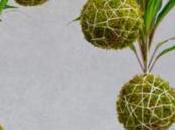 L’élaboration d’un kokedama pour créer ambiance relaxante chez vous