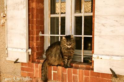 Le chat à la fenêtre