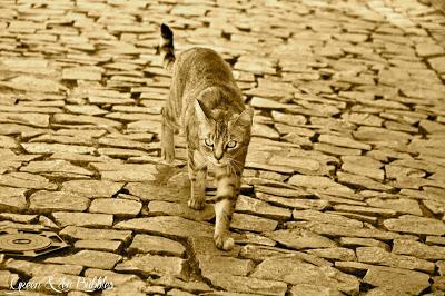 Le chat à la fenêtre