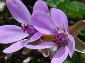 Erodium feuilles ciguë (Erodium cicutarium)