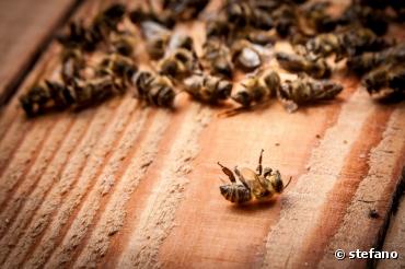 Nouvelle alerte sur les disparitions d'abeilles