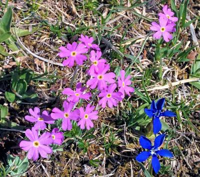 Les fleurs du Kranzberg / Hoher Kranzberg Blumen 28.04.2018 / 35 Fotos