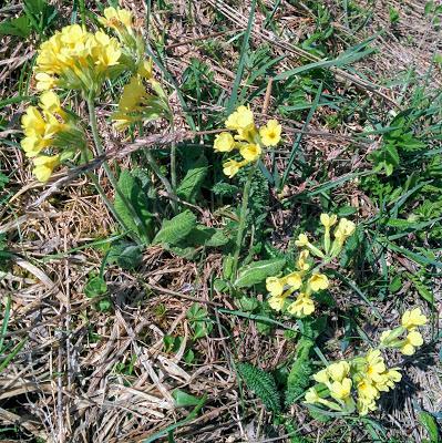 Les fleurs du Kranzberg / Hoher Kranzberg Blumen 28.04.2018 / 35 Fotos