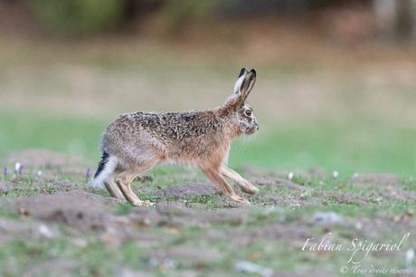Lièvre brun gambadant dans un champ des crêtes du Val-de-Travers recouvert de crocus.