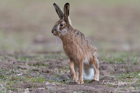 Lièvre brun gambadant au crépuscule