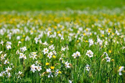 Narcisses dans les prés
