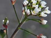 Drave murs (Draba muralis)