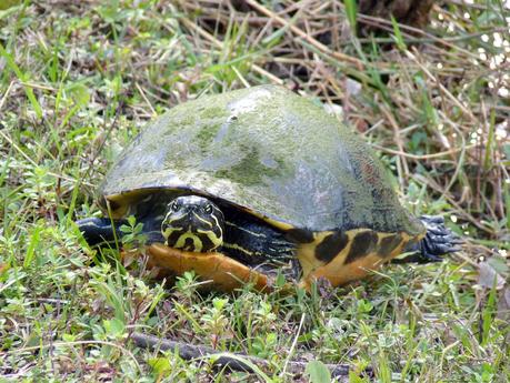 Florida turtle Everglades